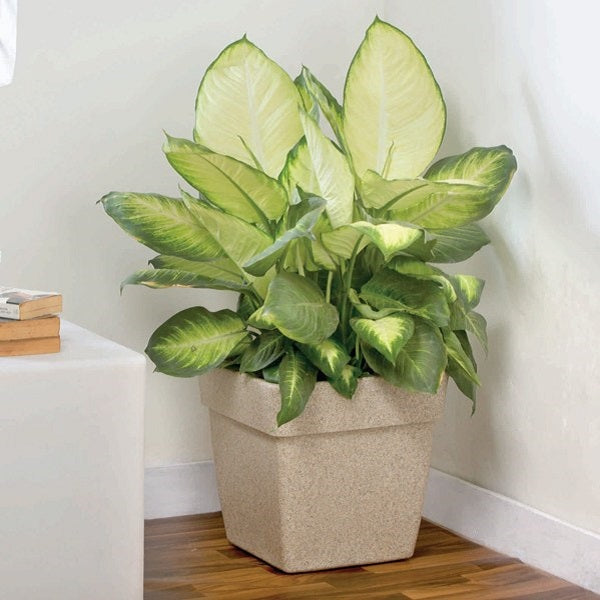 Plants For Living Room