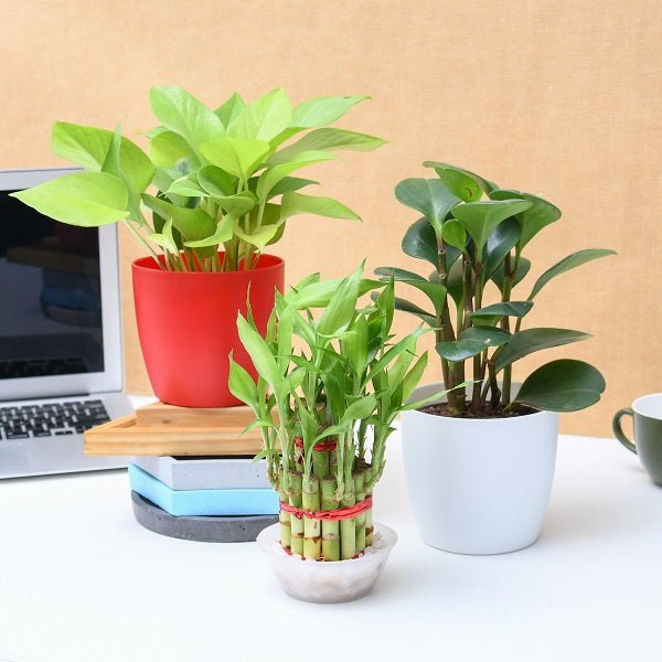 Plants For Office Desk - Nurserylive