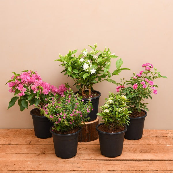Plantscaping For 1BHK Plant Packs