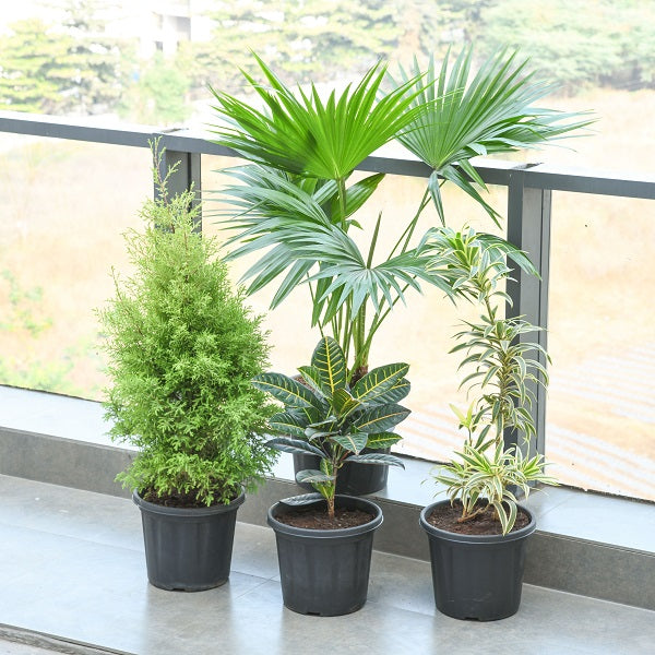 Plantscaping For 2BHK Plant Packs
