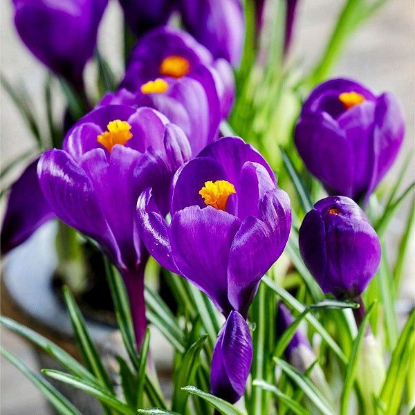 Purple Flower Bulbs