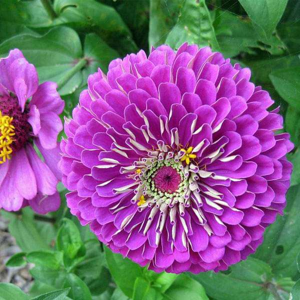Purple Flower Plants