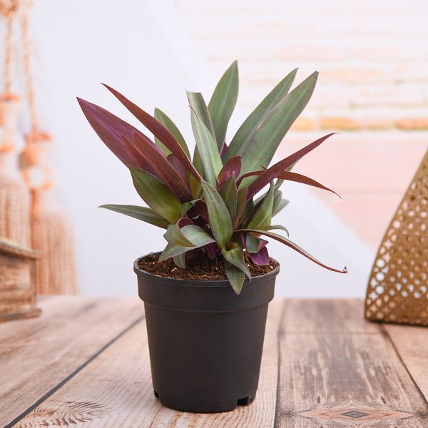 Rhoeo Plants - Nurserylive