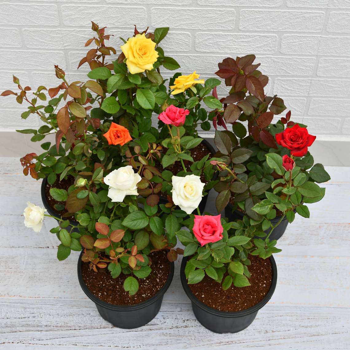 Buy Rose Color online from Nurserylive at lowest price.