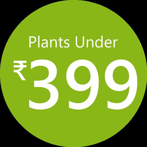 Sale: Plants under 399