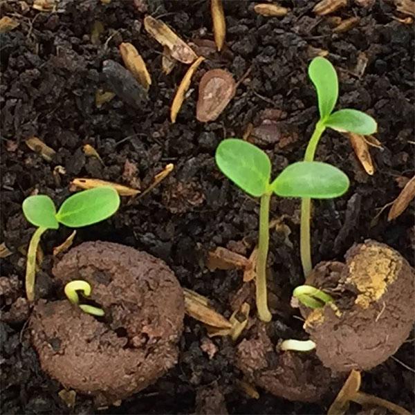 Type-Seeds Balls - Nurserylive