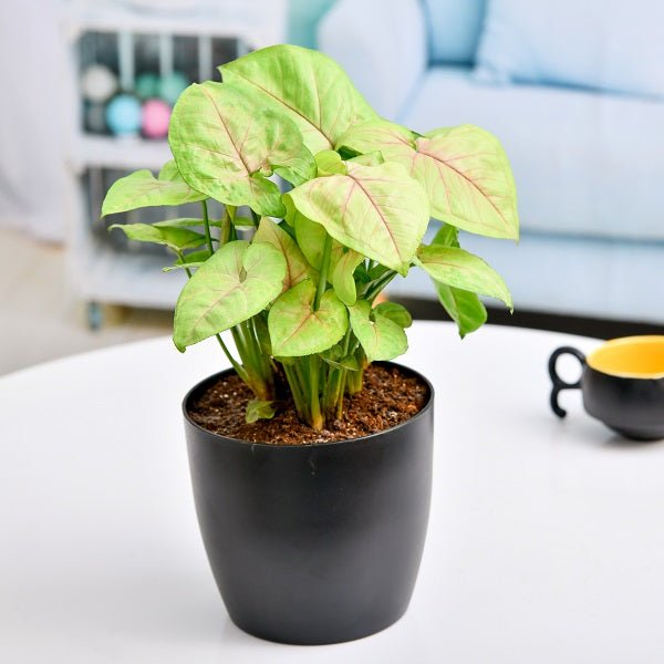 Syngonium Plants - Nurserylive