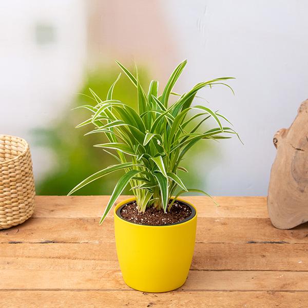 Buy Top 10 Indoor Plants online from Nurserylive at lowest price.