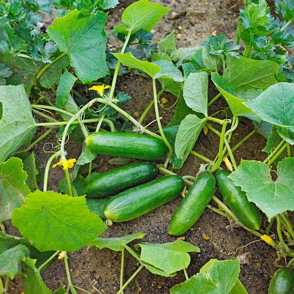 Buy live vegetable plants