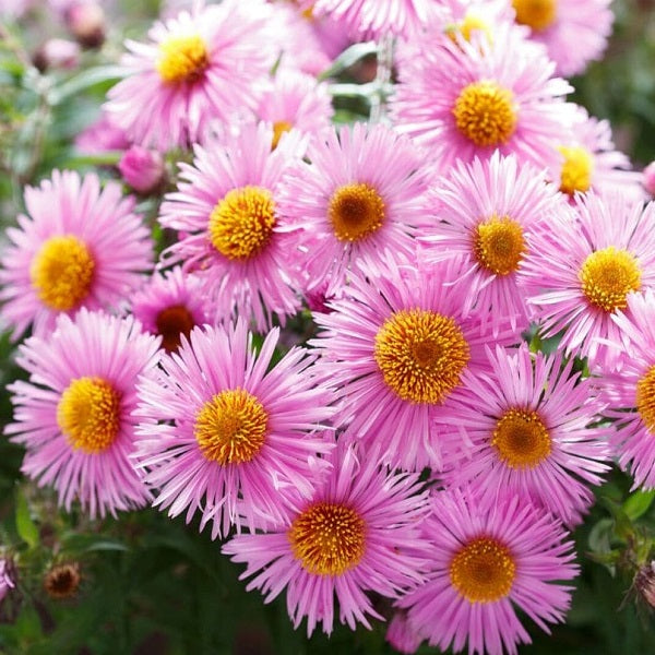 Buy Winter Sowing Seeds online from Nurserylive at lowest price.