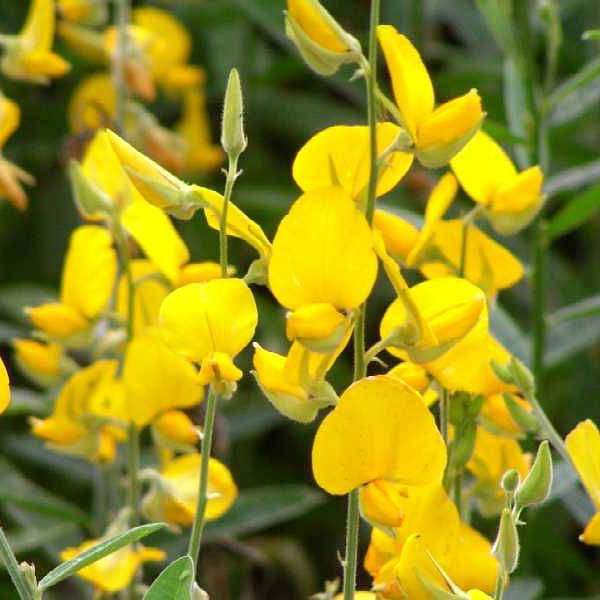Yellow Flower Seeds