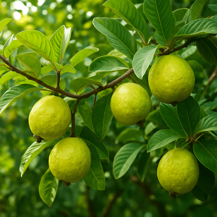 Top 5 Fruits Plants to Grow in Pot