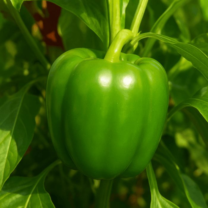 Pepper EM Bella - Vegetable Seeds