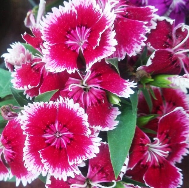 Dianthus (Red) Plant in 4 inch (10 cm) Pot