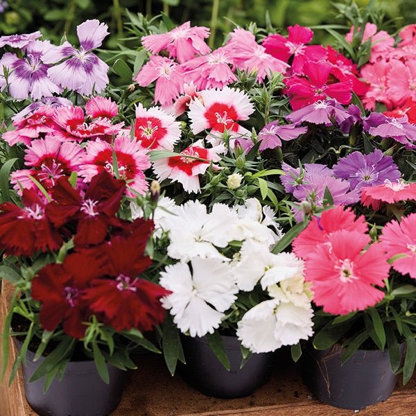 Set of 5 Beautiful Dianthus Plants