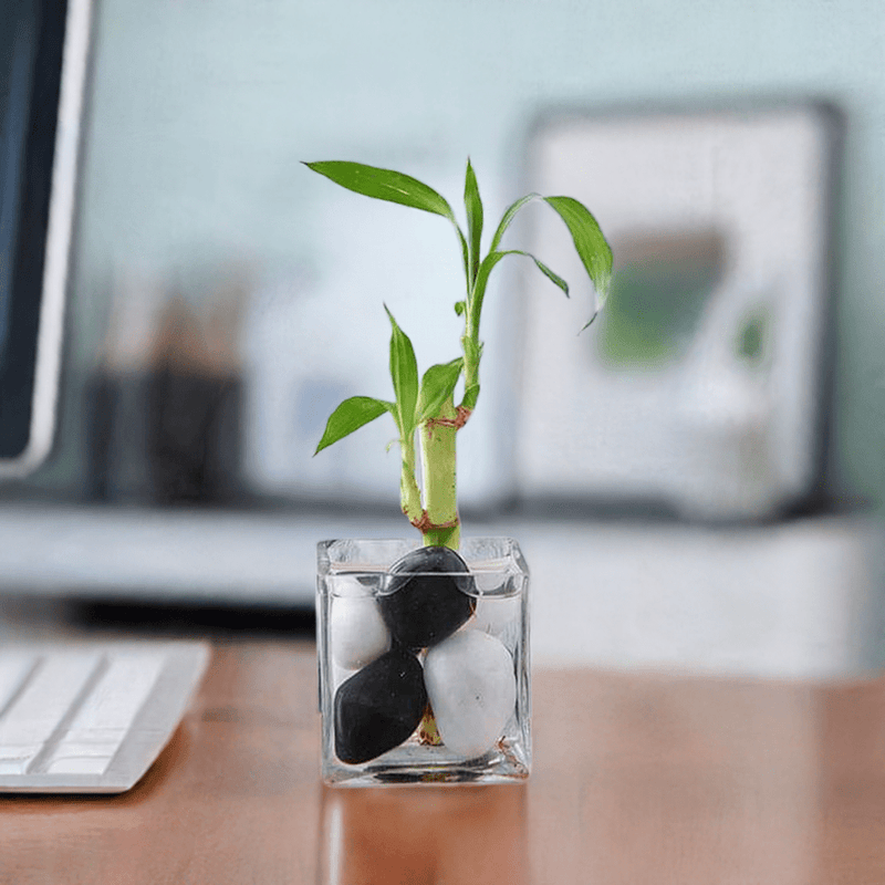 1 Lucky Bamboo Stalk (A Symbol of Commitment) - Gift Plant