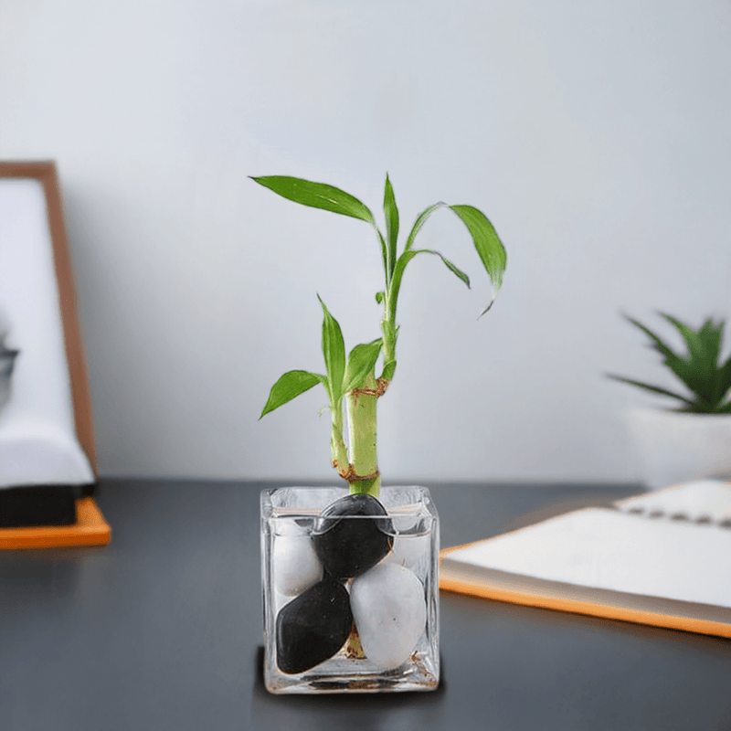 1 Lucky Bamboo Stalk (A Symbol of Commitment) - Gift Plant