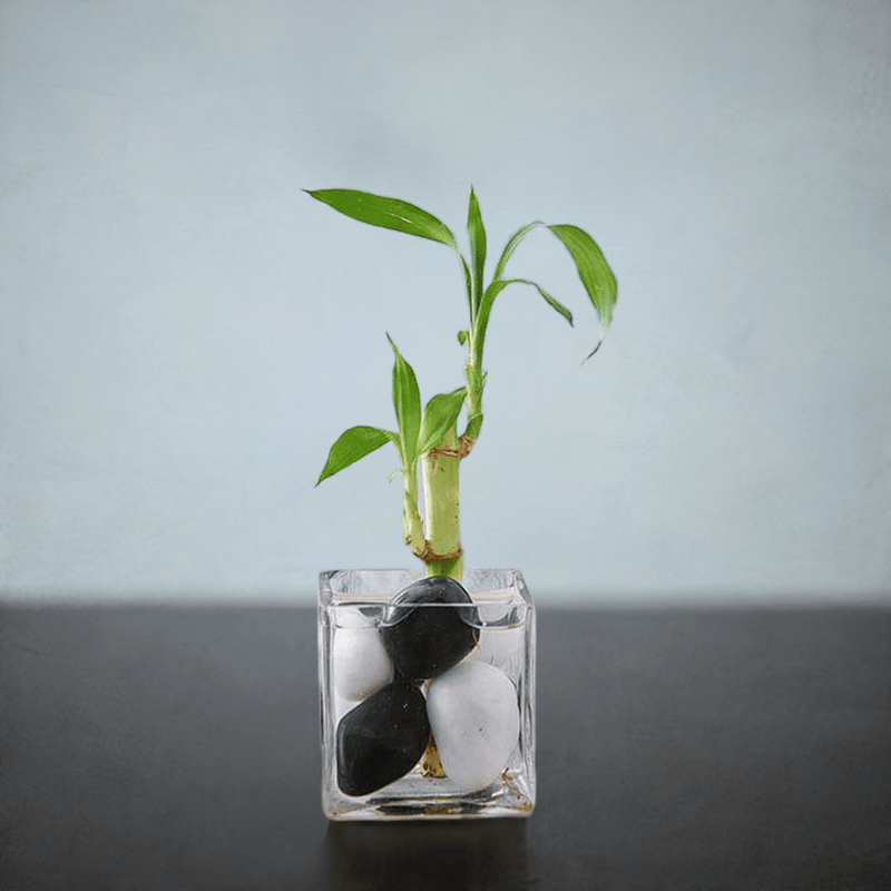 1 Lucky Bamboo Stalk (A Symbol of Commitment) - Gift Plant