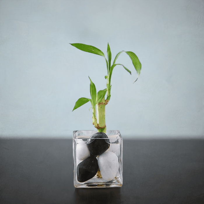 lucky bamboo meaning 1 stalk Buy 1 Lucky Bamboo Stalk (A Symbol of Commitment)