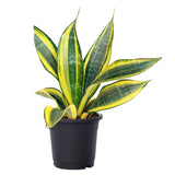 Snake Plant, Sansevieria trifasciata Golden Hahnii in 4 inch (10 cm) Pot