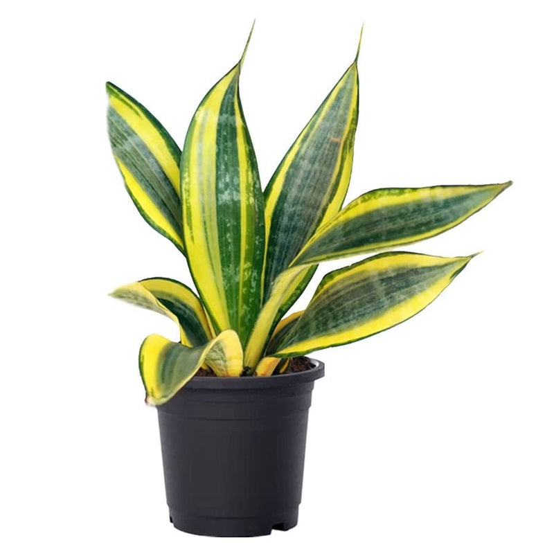 Snake Plant, Sansevieria trifasciata Golden Hahnii in 4 inch (10 cm) Pot