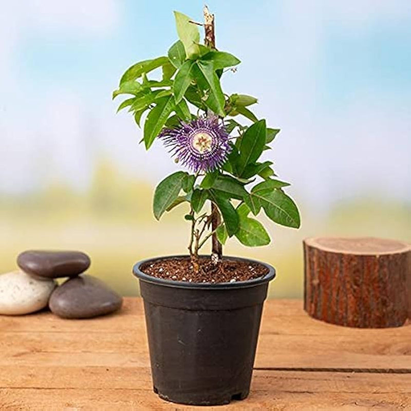 Krishna Kamal, Passion flower, Passiflora incarnata (Purple) - Plant