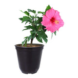 Hibiscus (Pink) Plant in 10 inch Grow Bag
