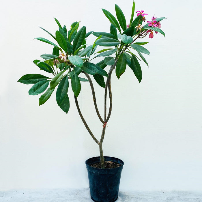 Plumeria, Champa (Pink) Plant in 10 inch Grow Bag