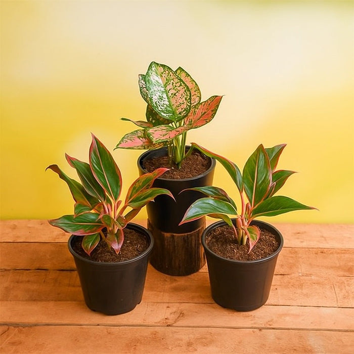 Set of 3 impressive Aglaonema Plants to Decorate Living Room