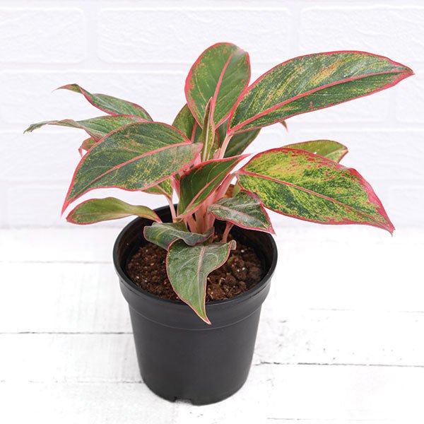 Aglaonema siam aurora, Aglaonema lipstick Plant in 4 inch (10 cm) Pot