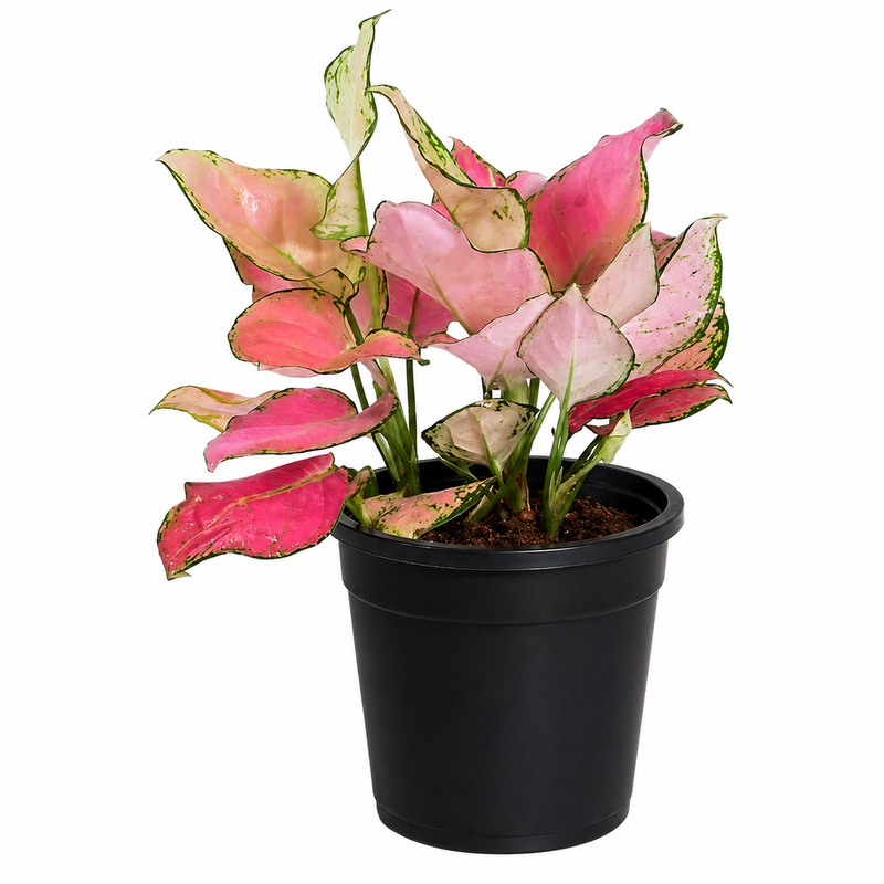 Aglaonema lady valentine, Aglaonema anyamanee (pink) - Plant