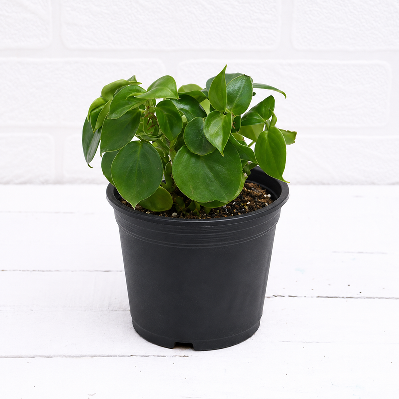 Cupid Peperomia, Peperomia scandens (Green) - Succulent Plant