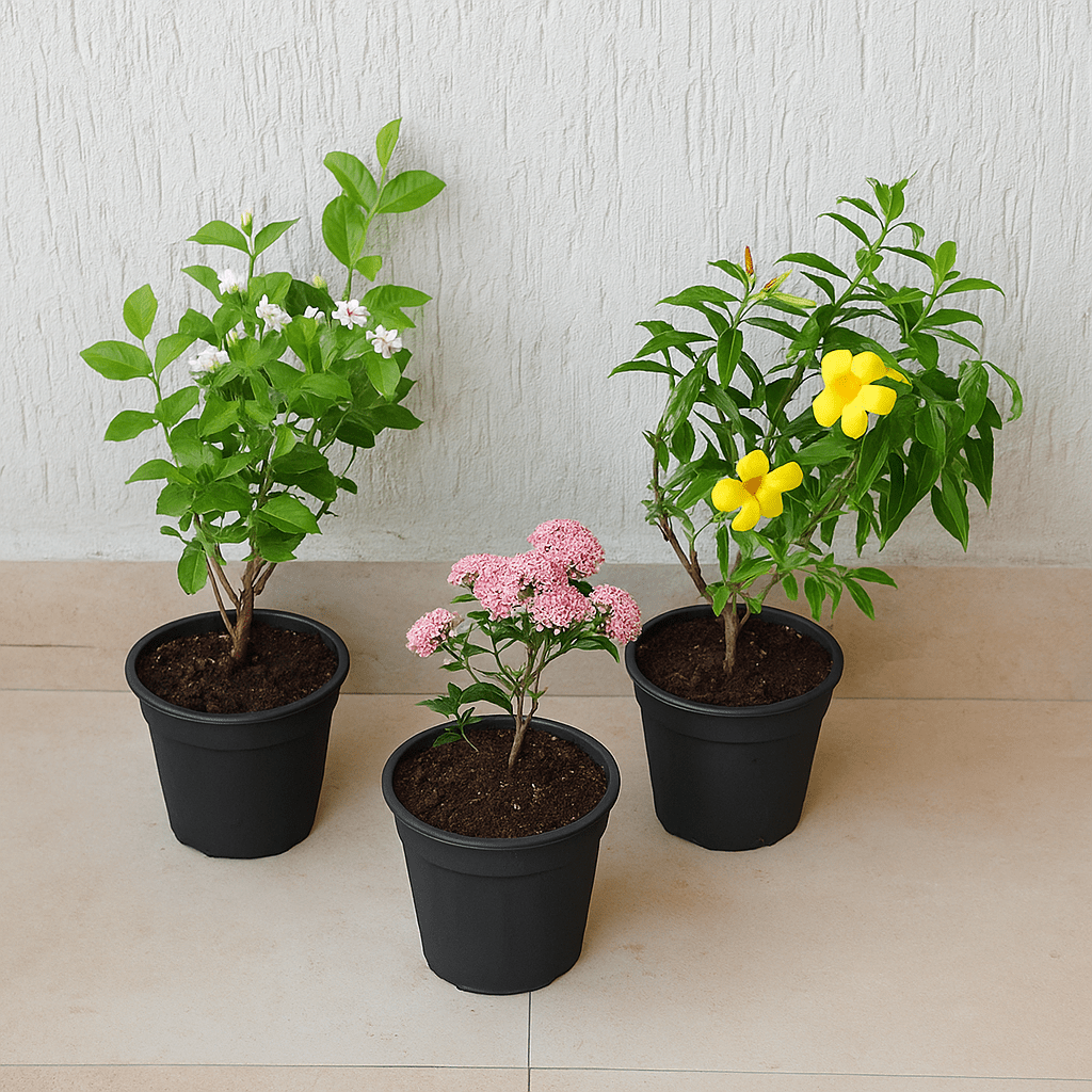 Buy Set of 3 Outdoor Flowering Plants for Beautiful Garden online from  Nurserylive at lowest price