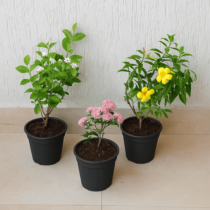 Set of 3 Outdoor Flowering Plants for Beautiful Garden