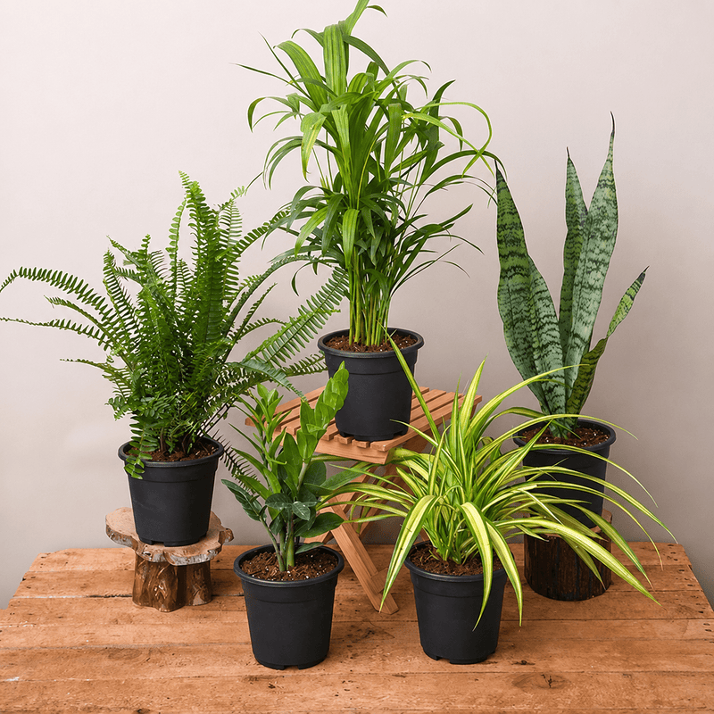 Top 5 Plants for Decoration on Auspicious Occasion