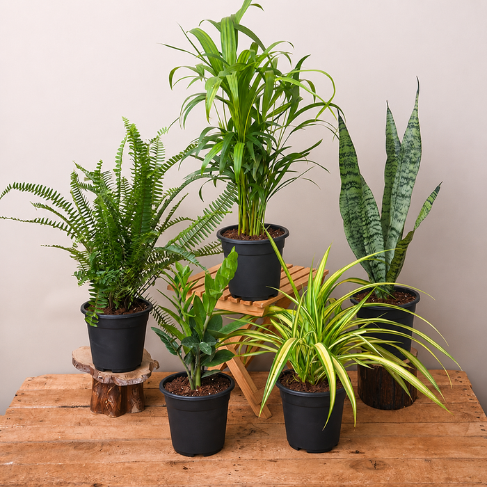 Top 5 Plants for Decoration on Auspicious Occasion