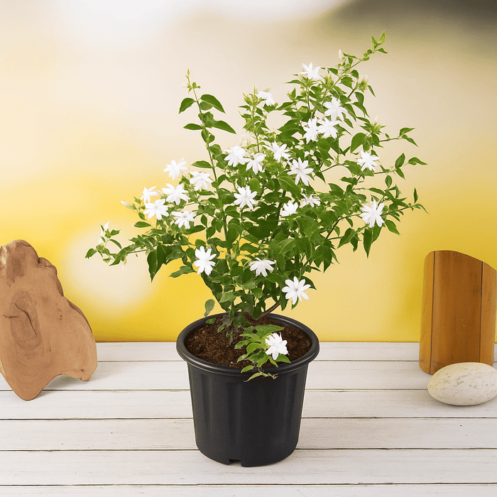 Kunda, Downy Jasmine Plant in 6 inch Pot