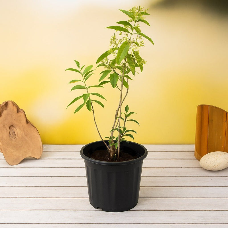 Raat Ki Rani Plant in 5 inch Pot