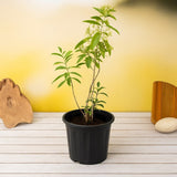 Raat Ki Rani, Night Blooming Jasmine Plant in 10 inch Grow Bag