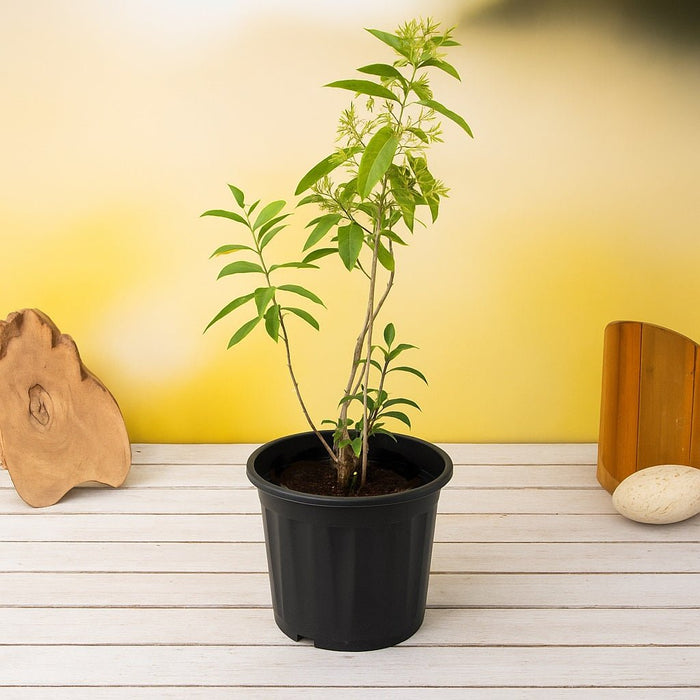 raat ki rani plant indoor Buy Raat Ki Rani, Night Blooming Jasmine Plant in 10 inch Grow Bag online from Nurserylive at lowest price