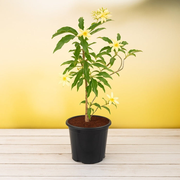 Michelia Champa, Son Champa (Orange, Grafted) Plant in 10 inch Grow Bag