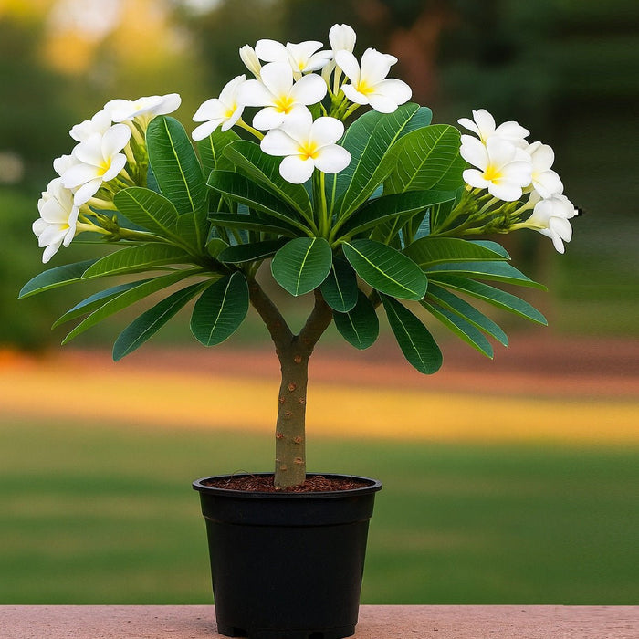 Plumeria, Champa (White) Plant in 10 inch Grow Bag
