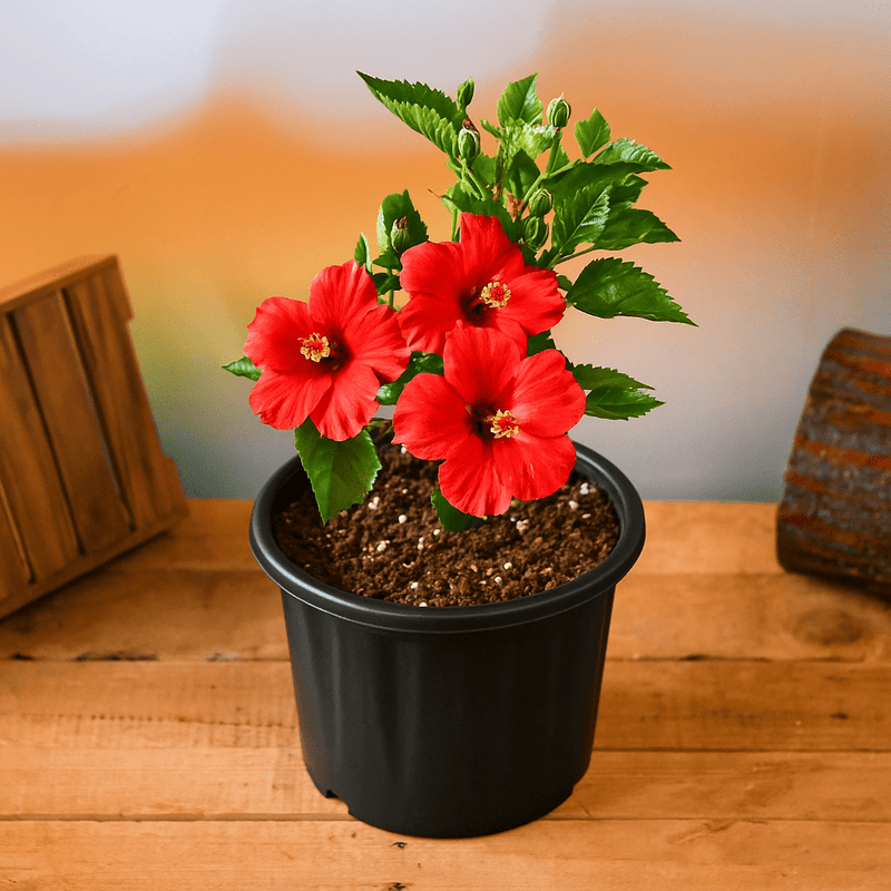 Hibiscus (Red) Plant in 10 inch Grow Bag