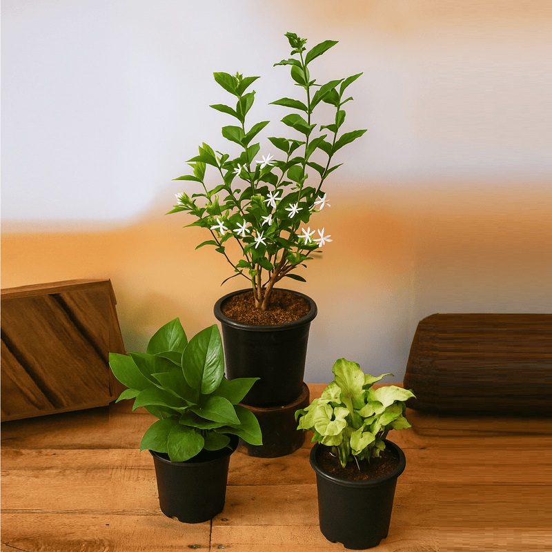 Set of 3 Air Purifier n Summer Cooling Plants Pack