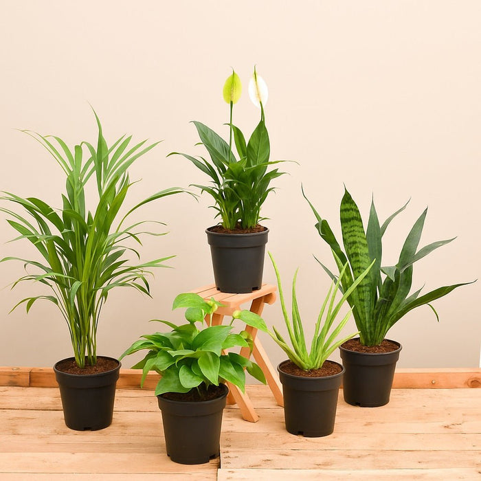 Top 5 air purifier and oxygen enriching plant pack