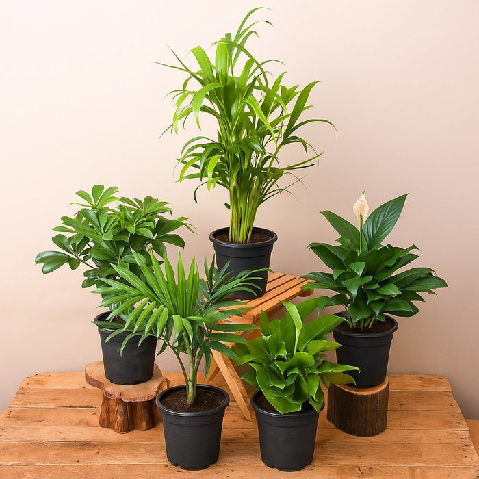 Top 5 Indoor Garden Plants to Remove Air Toxins