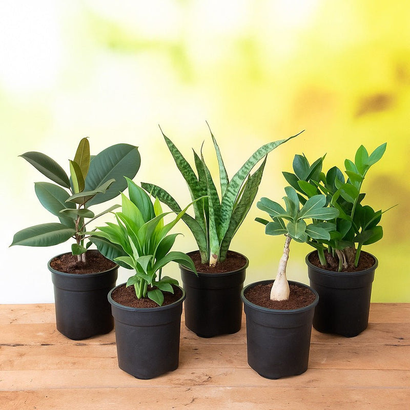 Top 5 No Fail Plants