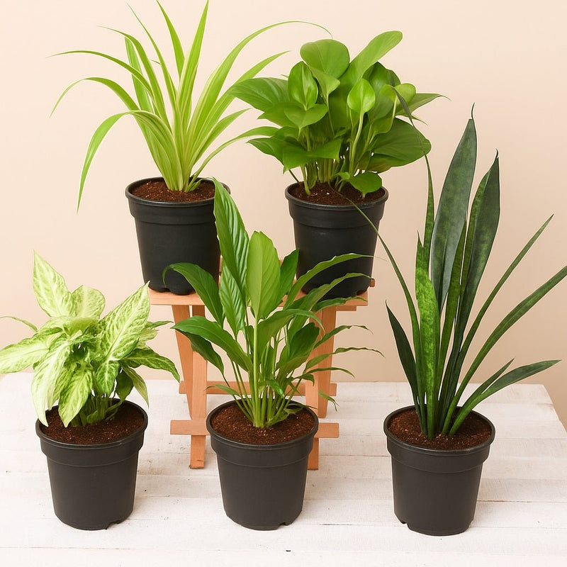 5 Best Indoor Plants Pack