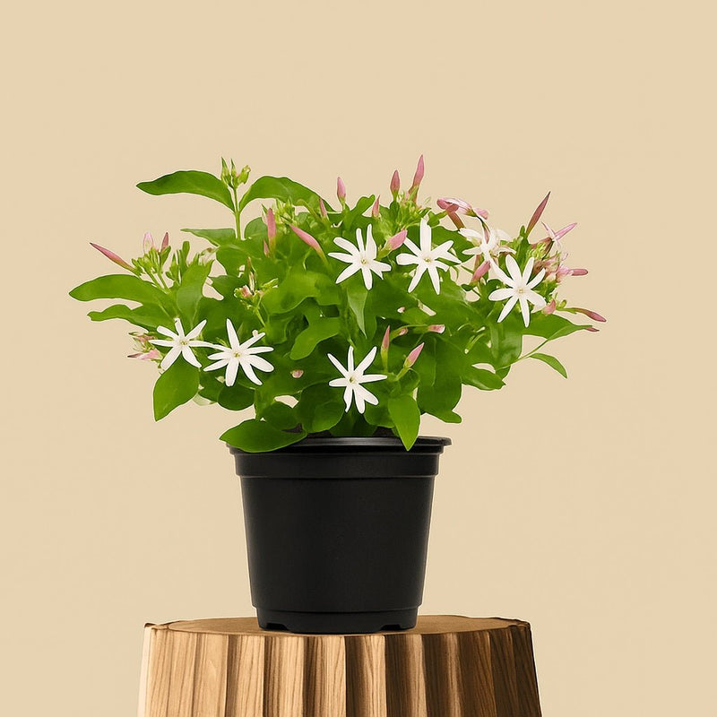 Juhi, Jasminum Auriculatum Plant in 10 inch Grow Bag