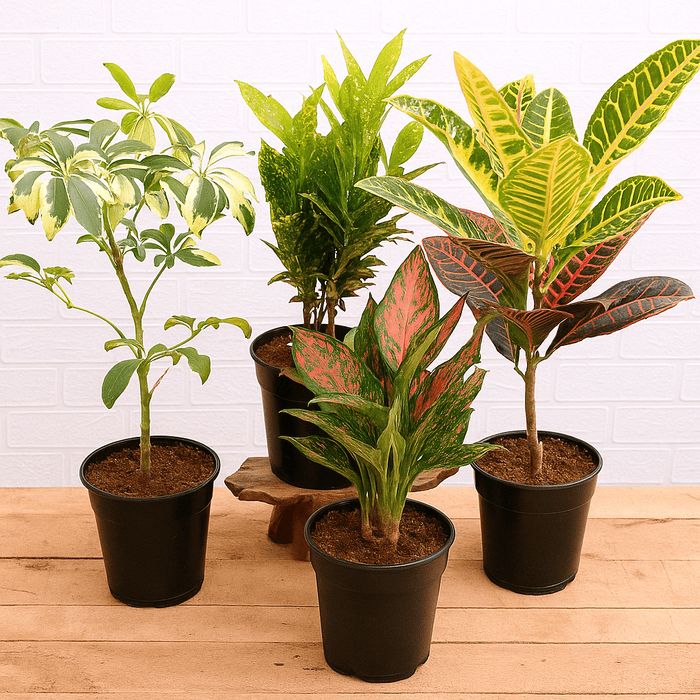 Buy Top Colorful Foliage House Plants for Indoor Decoration